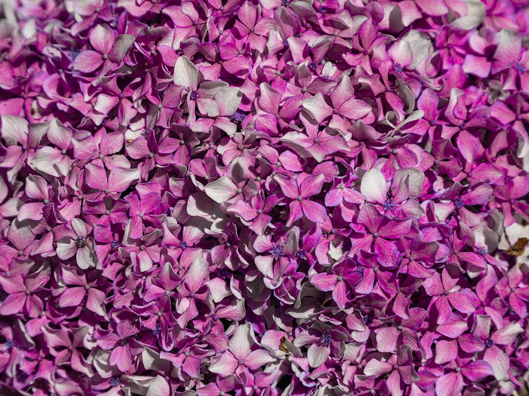 Textura de folhas de Ipê