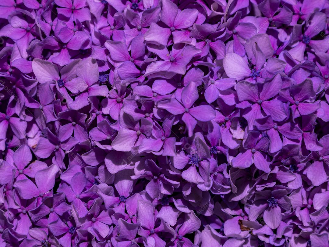 Textura de folhas de Ipê