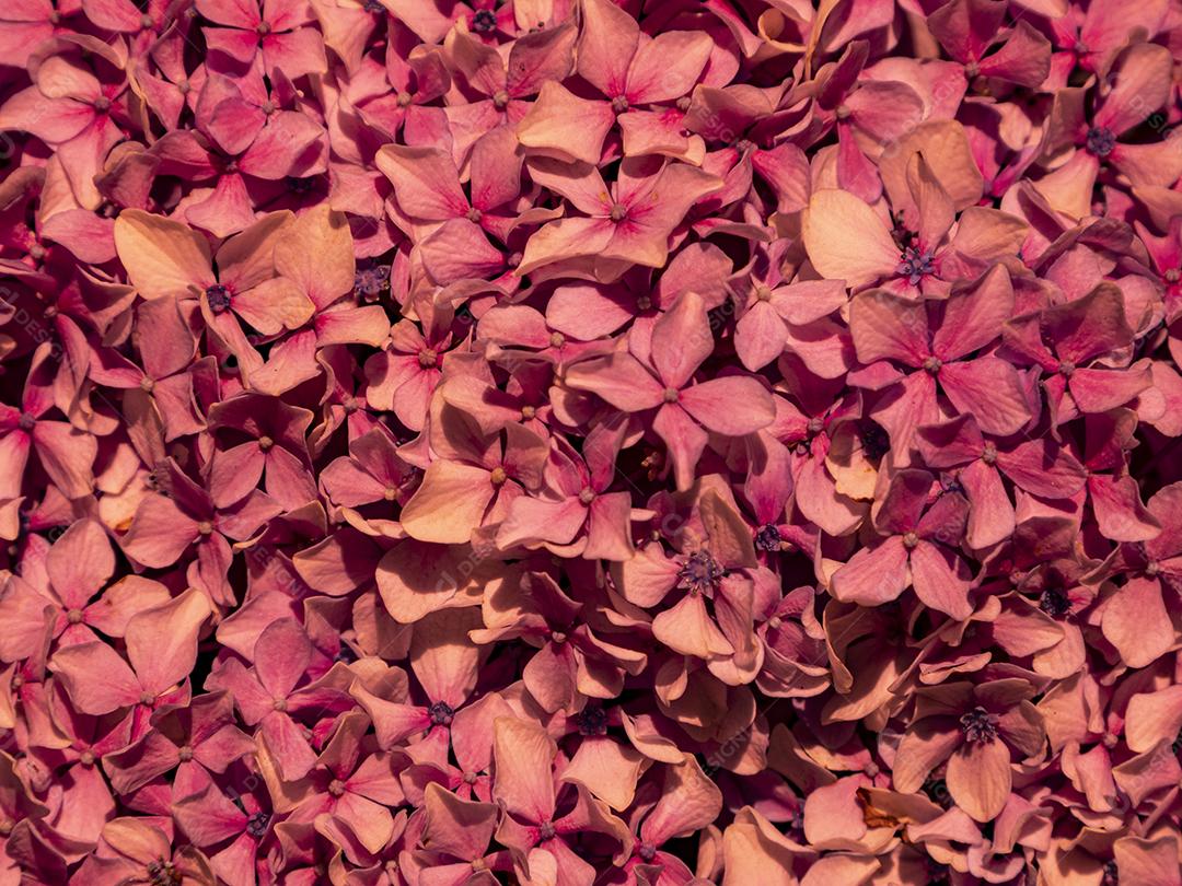 Textura de folhas de Ipê