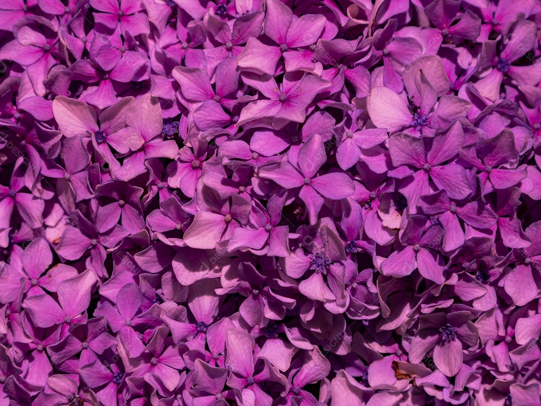 Textura de folhas de Ipê