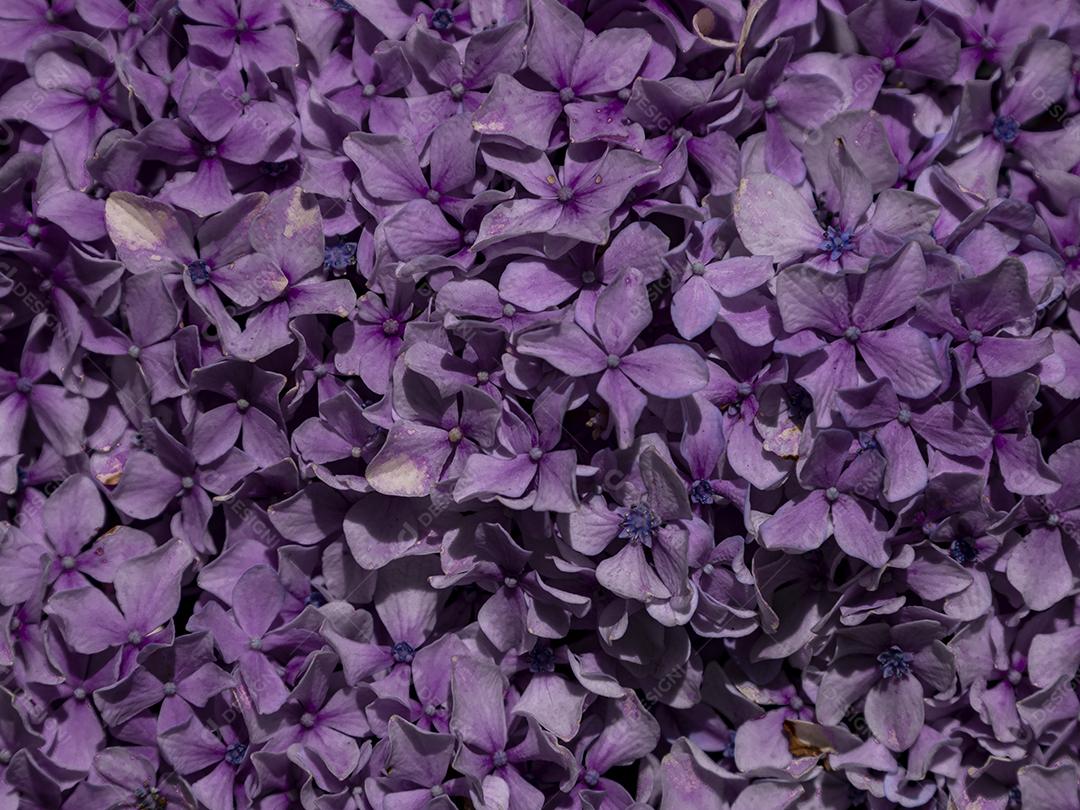 Textura de folhas de Ipê