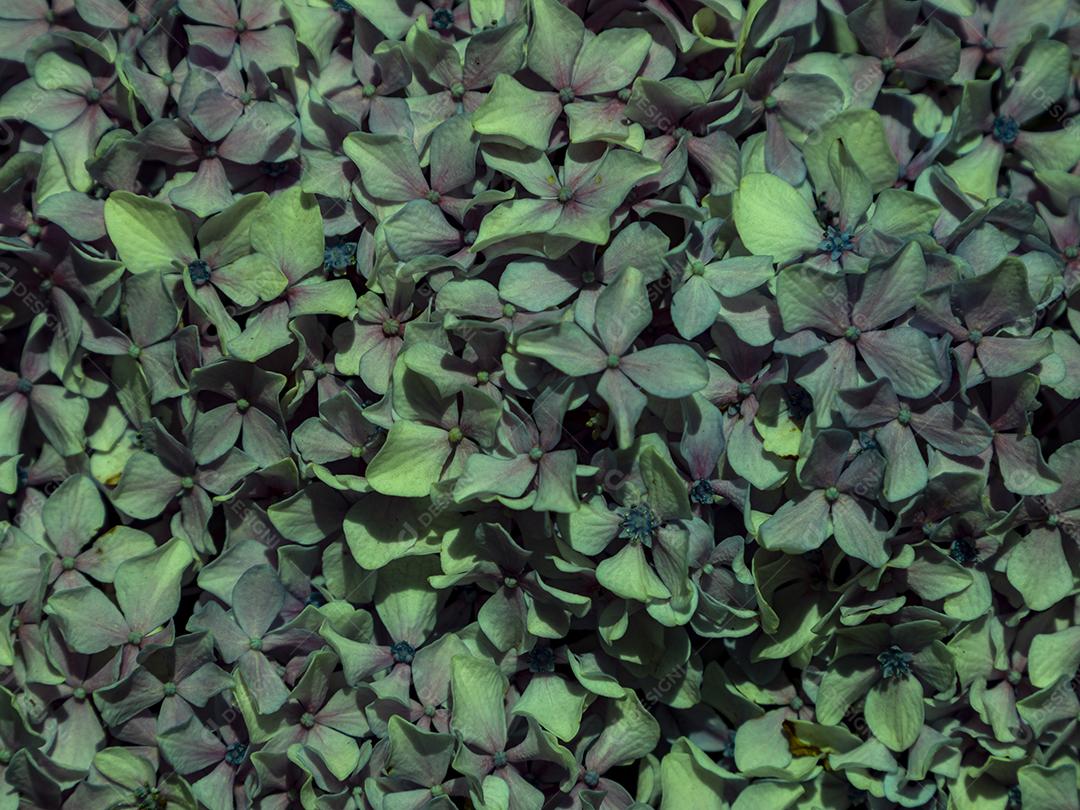 Textura de folhas de Ipê