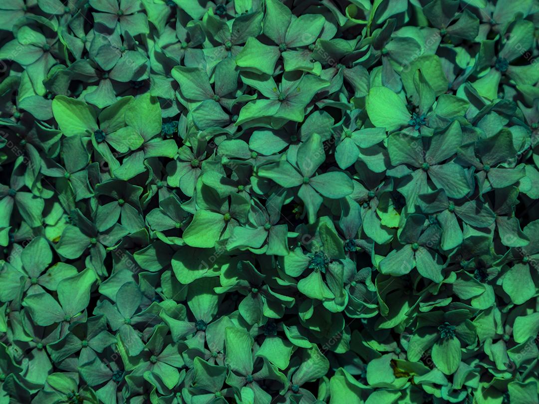 Textura de folhas de Ipê