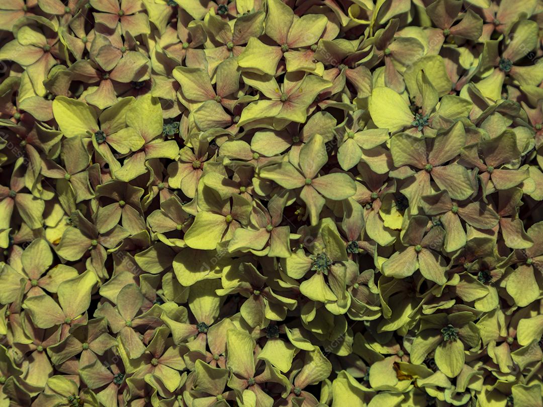 Textura de folhas de Ipê