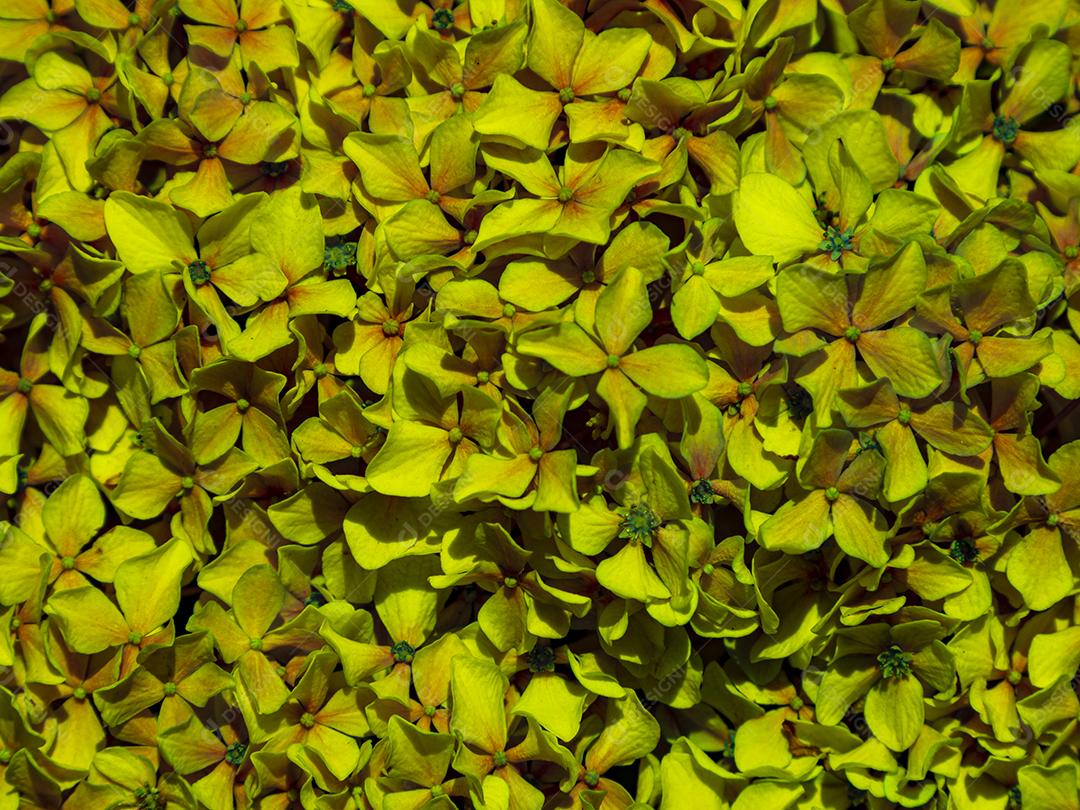 Textura de folhas de Ipê