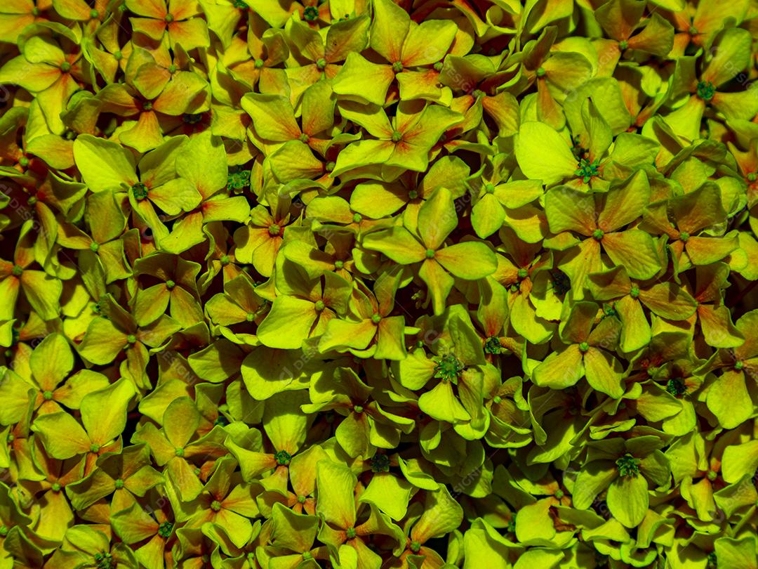 Textura de folhas de Ipê