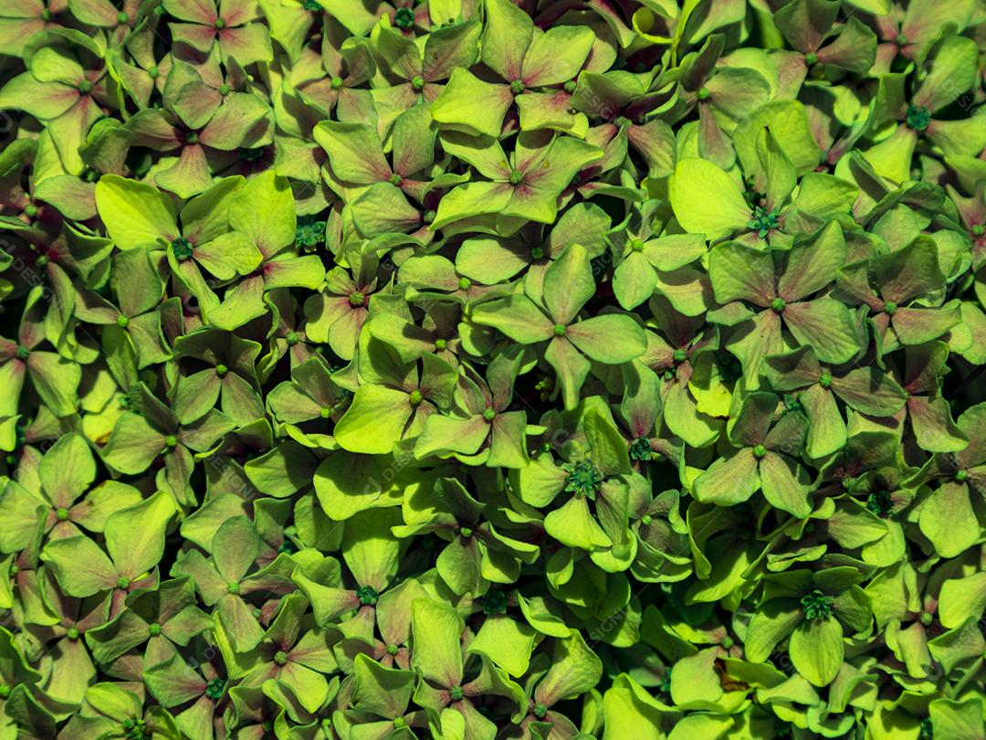 Textura de folhas de Ipê