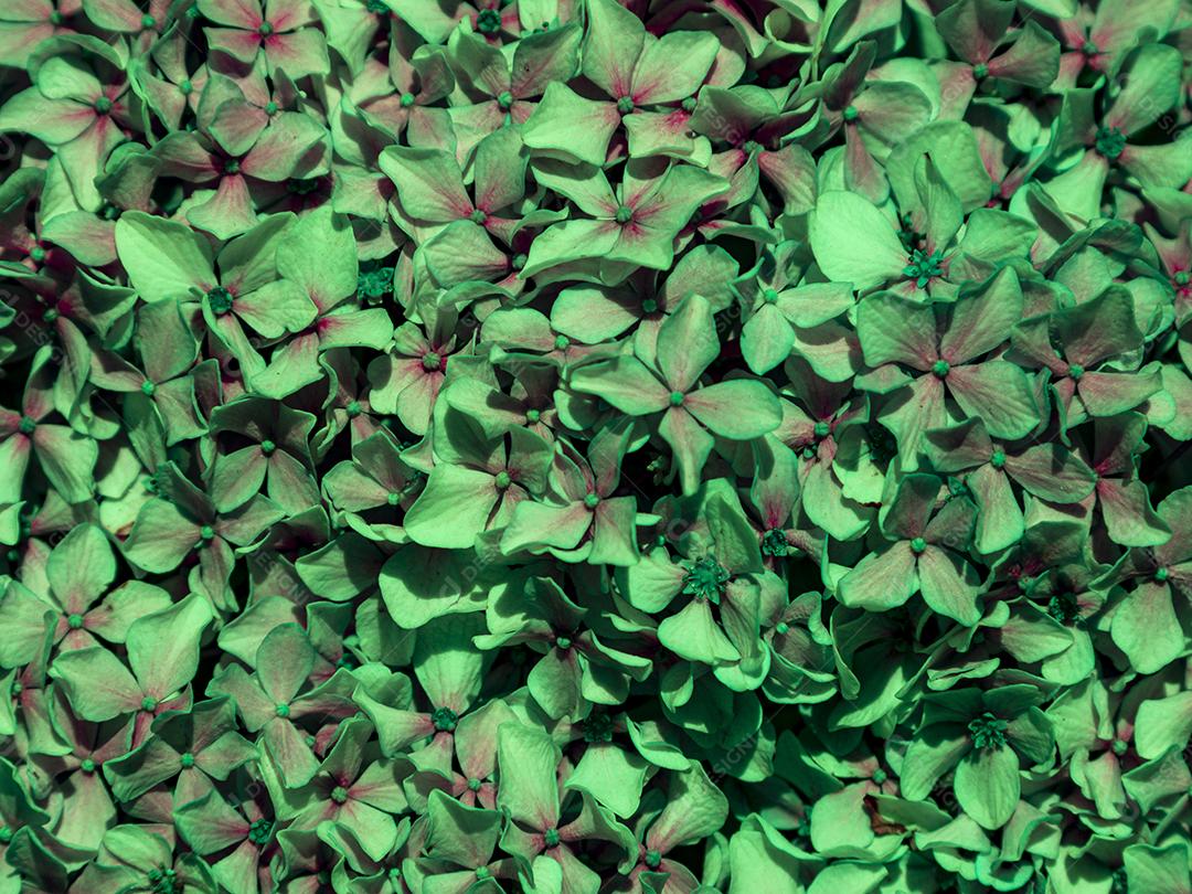 Textura de folhas de Ipê