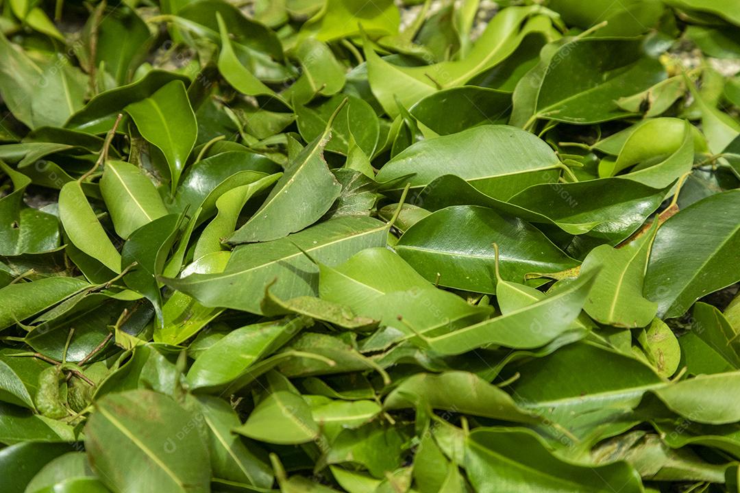 Folhas verdes sobre chão de uma floresta