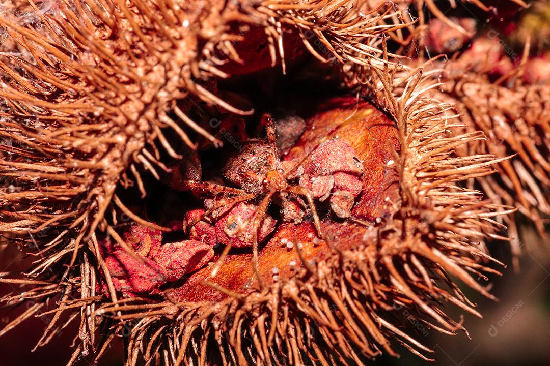 Aranha inseto sobre floresta