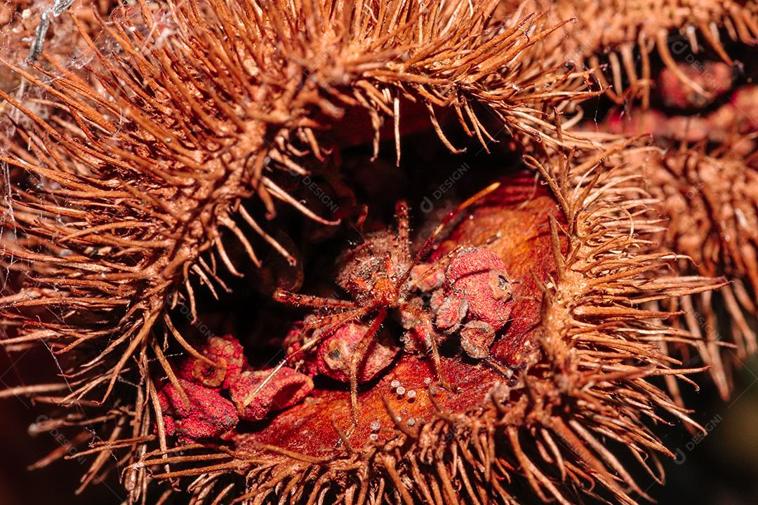 Aranha inseto sobre floresta