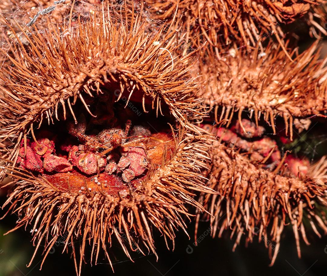 Aranha inseto sobre floresta