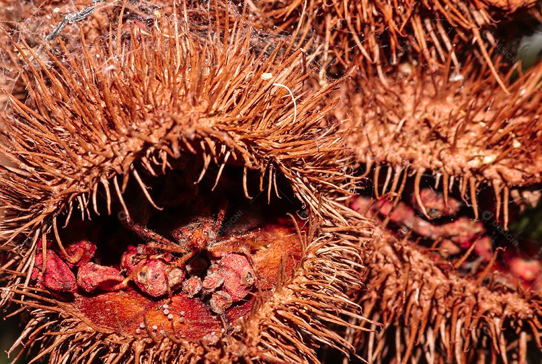 Aranha inseto sobre floresta