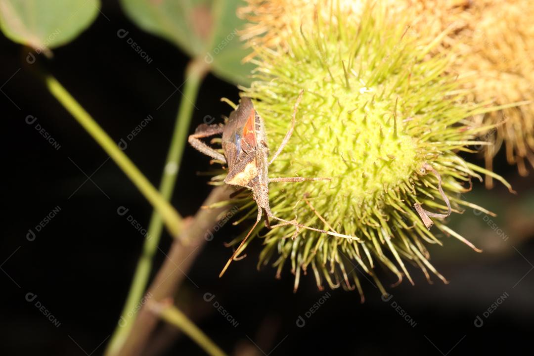 Inseto sobre uma floresta