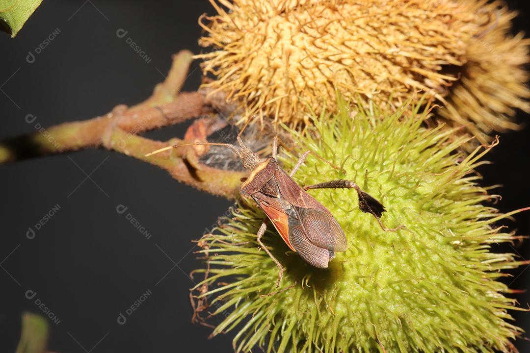 Inseto sobre uma floresta