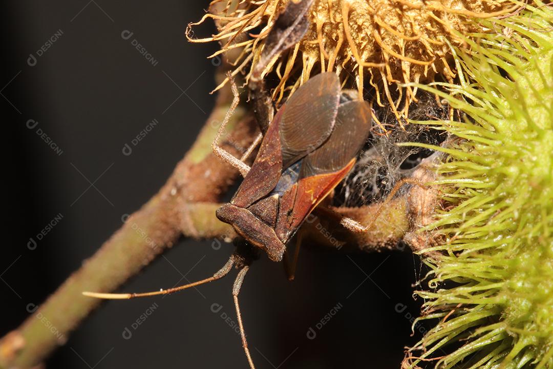 Inseto sobre uma floresta