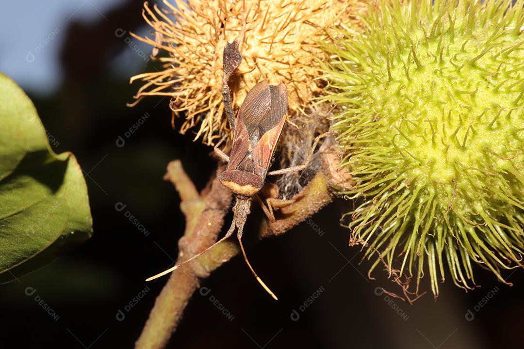 Inseto sobre uma floresta