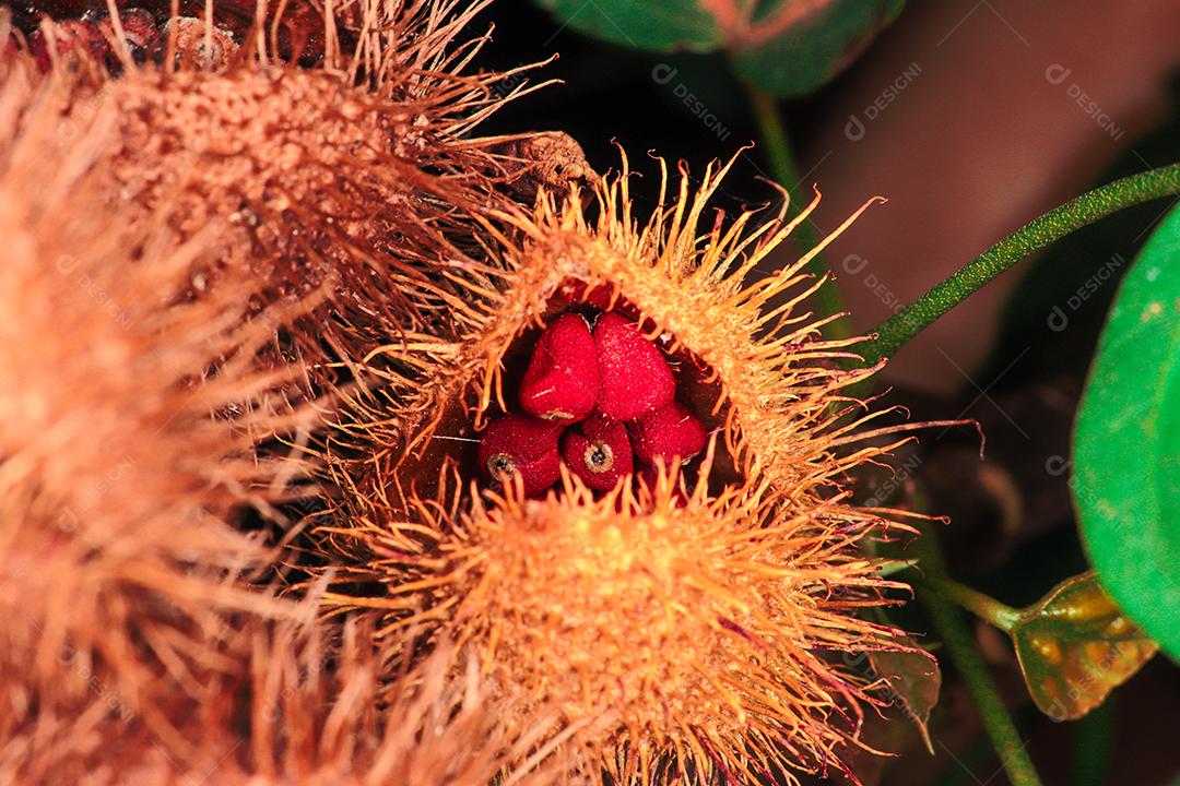 Inseto sobre uma floresta