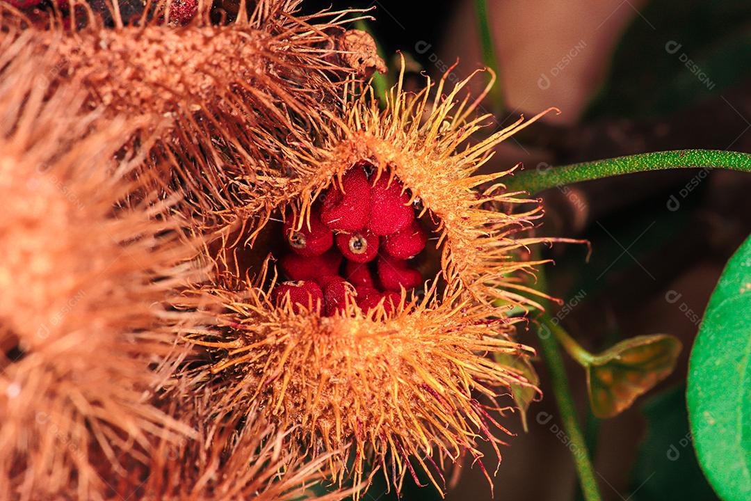 Inseto sobre uma floresta