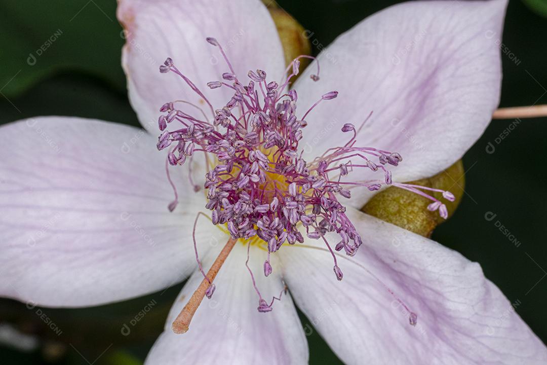 Flor flores planta sobre um fundo preto