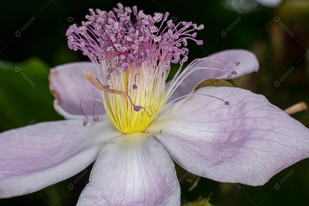 Flor flores planta sobre um fundo preto