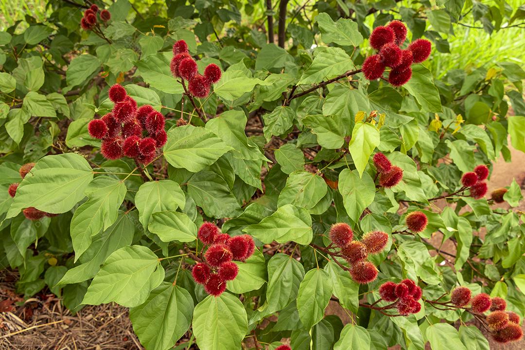 Pé de urucum arvore folha planta floresta