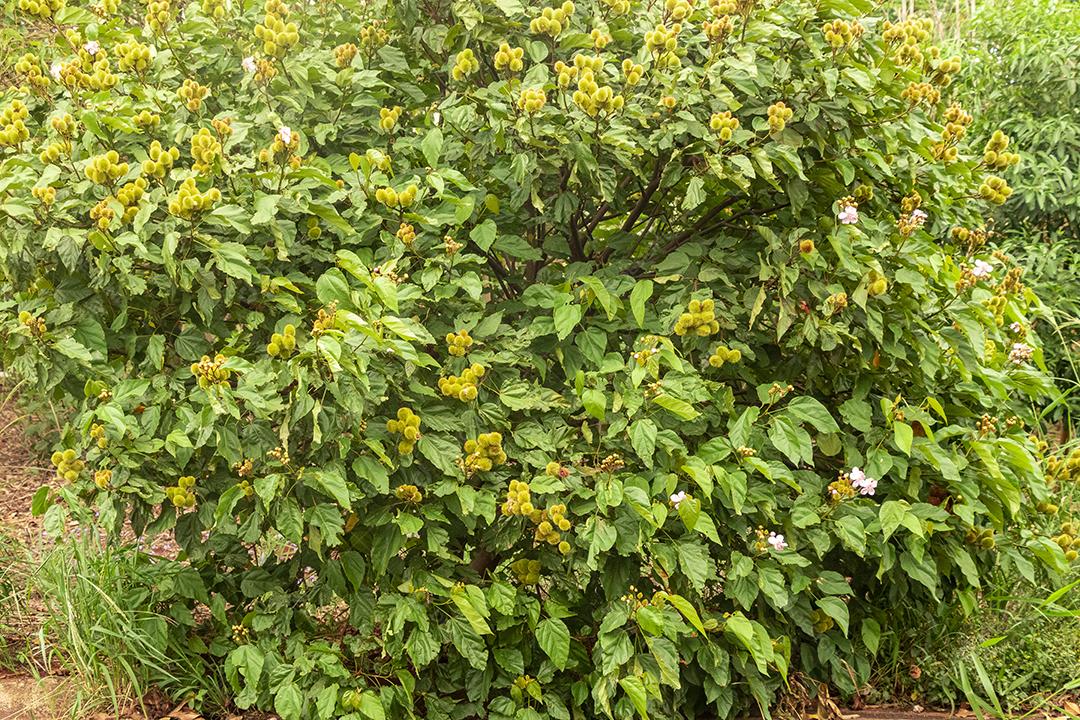 Paisagem arvore sobre floresta dia ensolarado