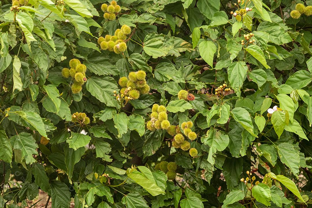Paisagem arvore sobre floresta dia ensolarado