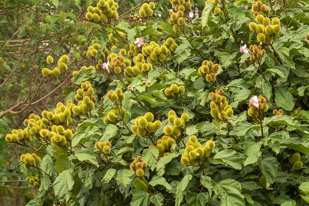 Paisagem arvore sobre floresta dia ensolarado