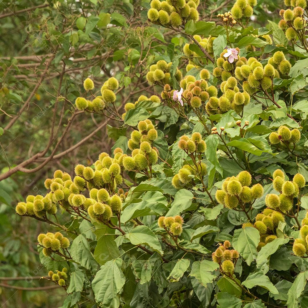 Pé de urucum arvore folha planta floresta