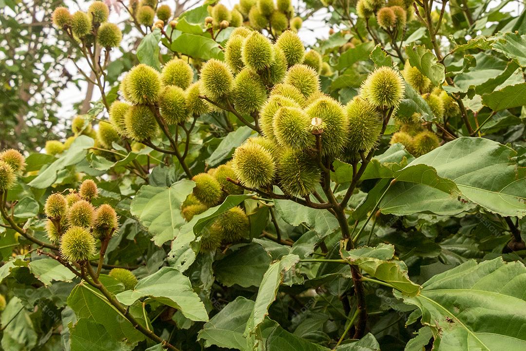 Pé de urucum arvore folha planta floresta