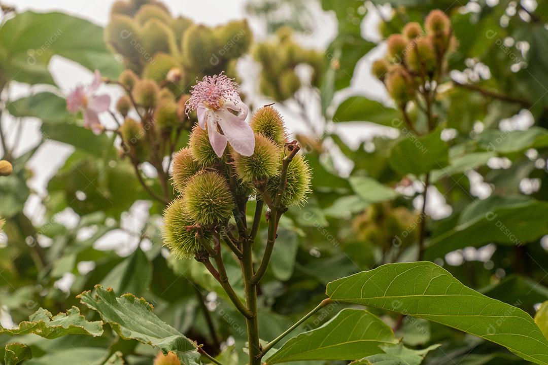 Pé de urucum arvore folha planta floresta