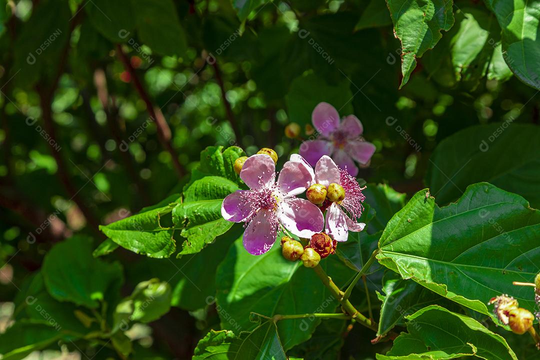 Flor flores sobre dia ensolarado floresta folha verdes fundo