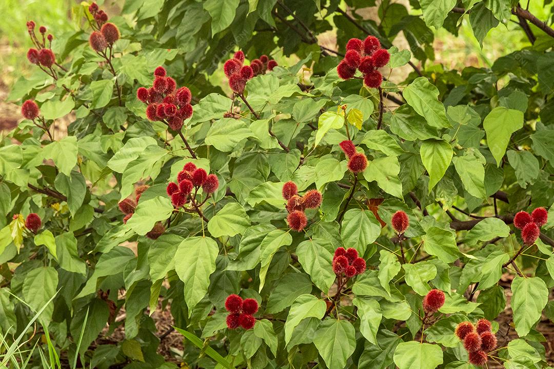 Pé de urucum arvore folha planta floresta