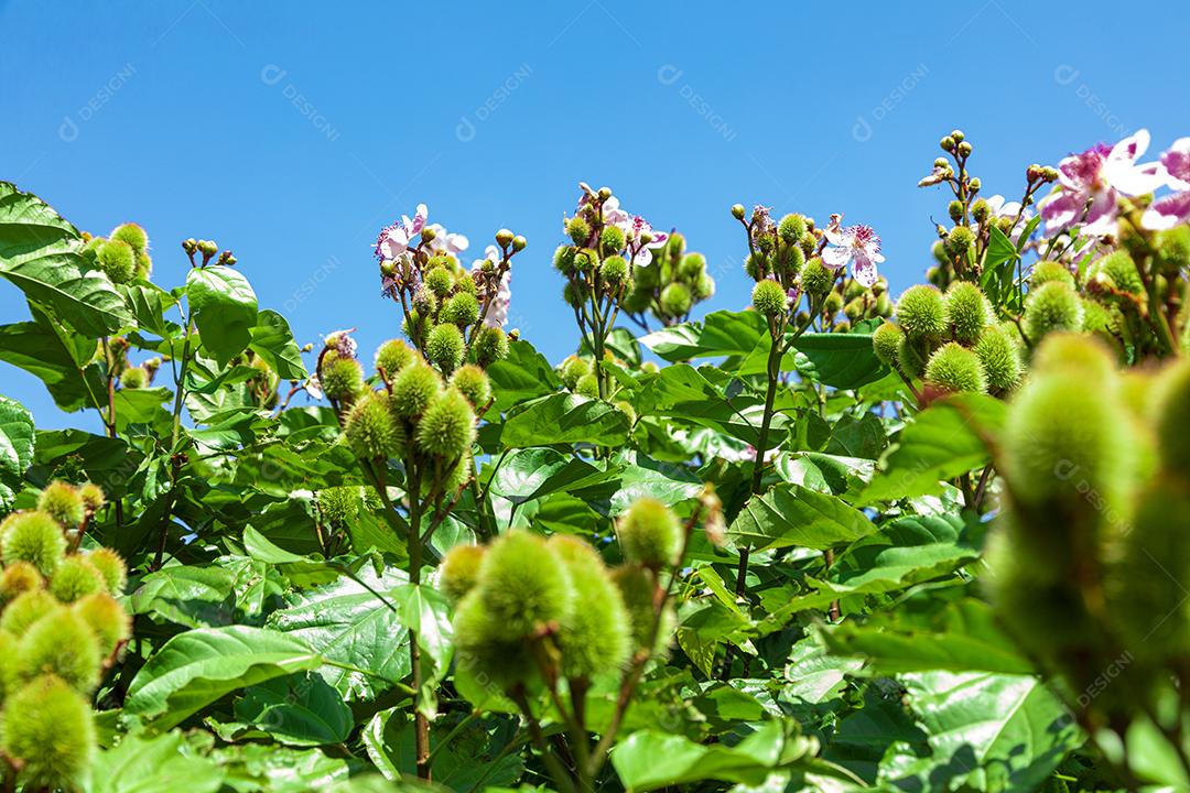 Pé de urucum arvore folha planta floresta