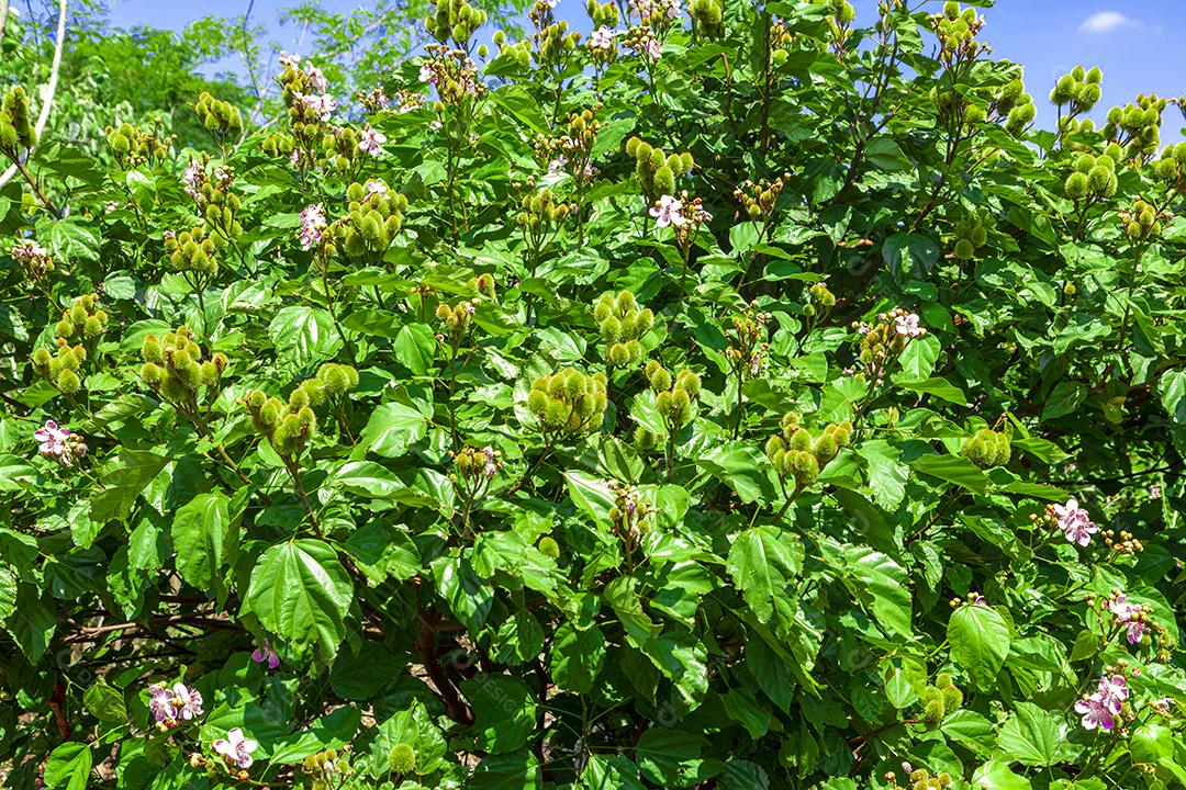 Paisagem arvore sobre floresta dia ensolarado