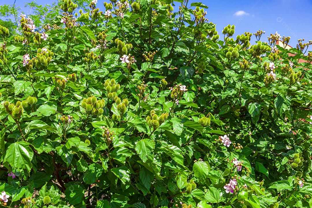Paisagem arvore sobre floresta dia ensolarado