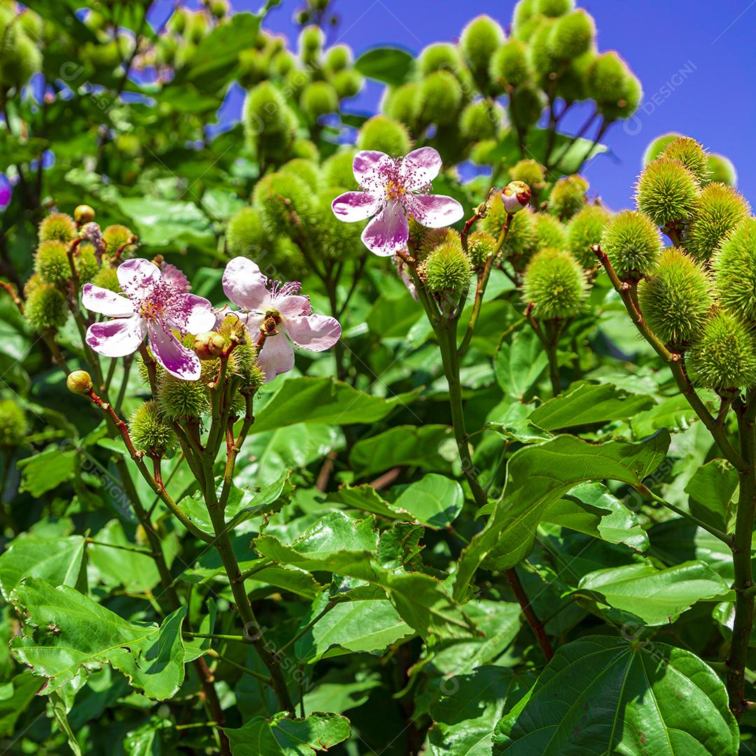 Pé de urucum arvore folha planta floresta