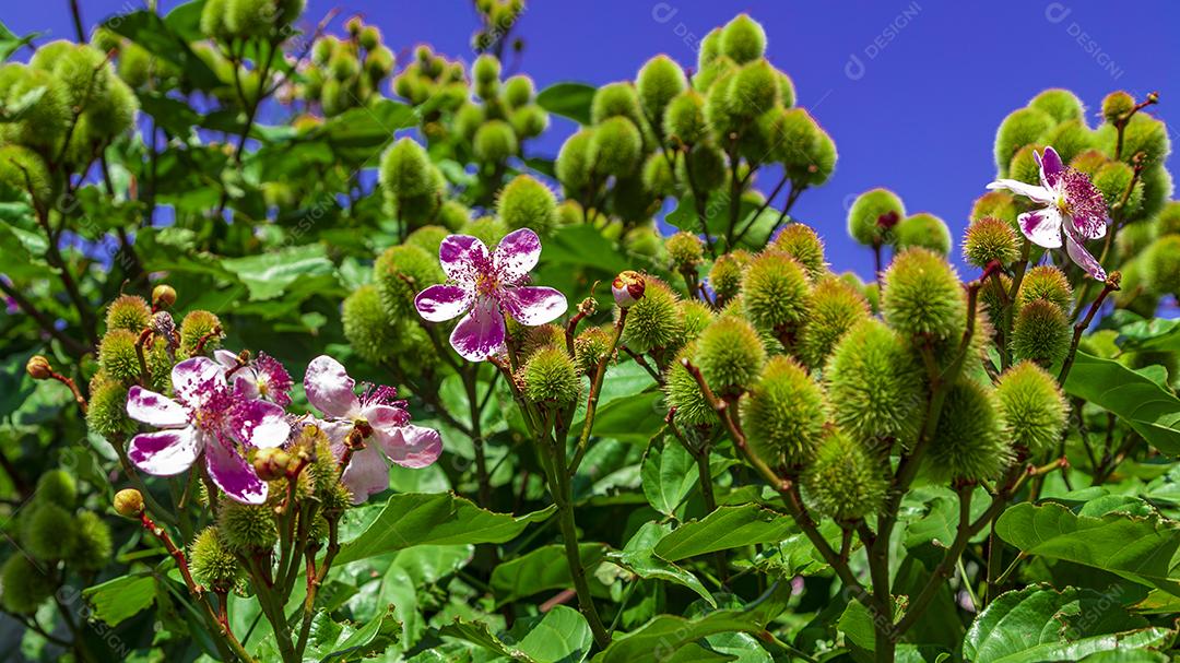 Pé de urucum arvore folha planta floresta