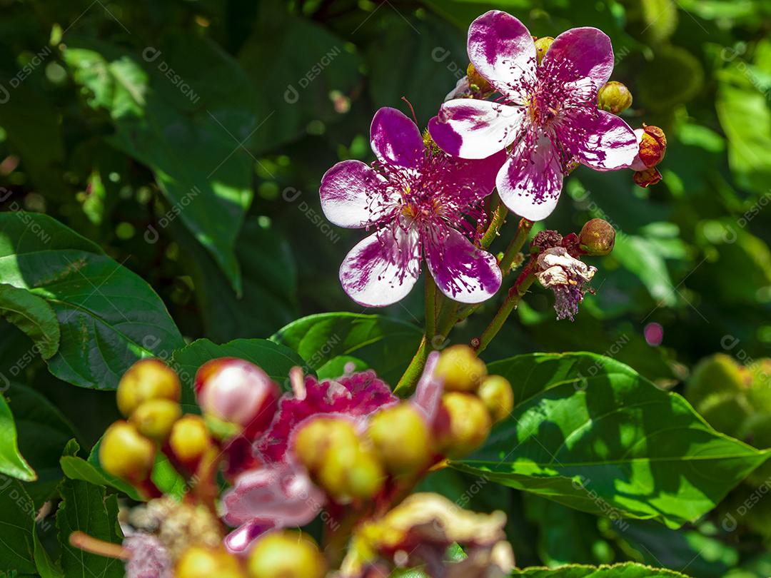 Pé de urucum arvore folha planta floresta