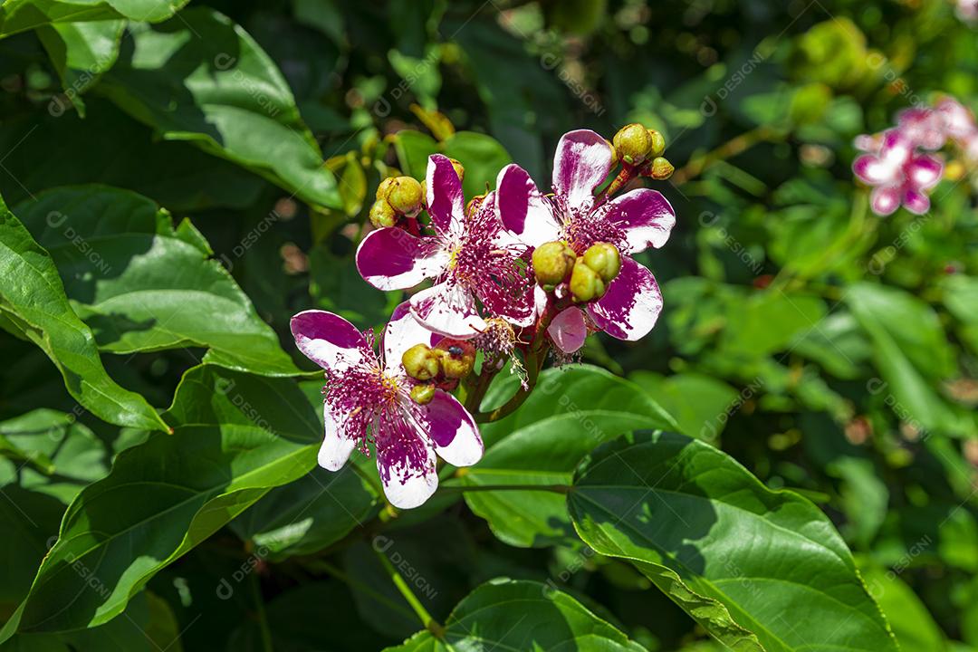 Pé de urucum arvore folha planta floresta
