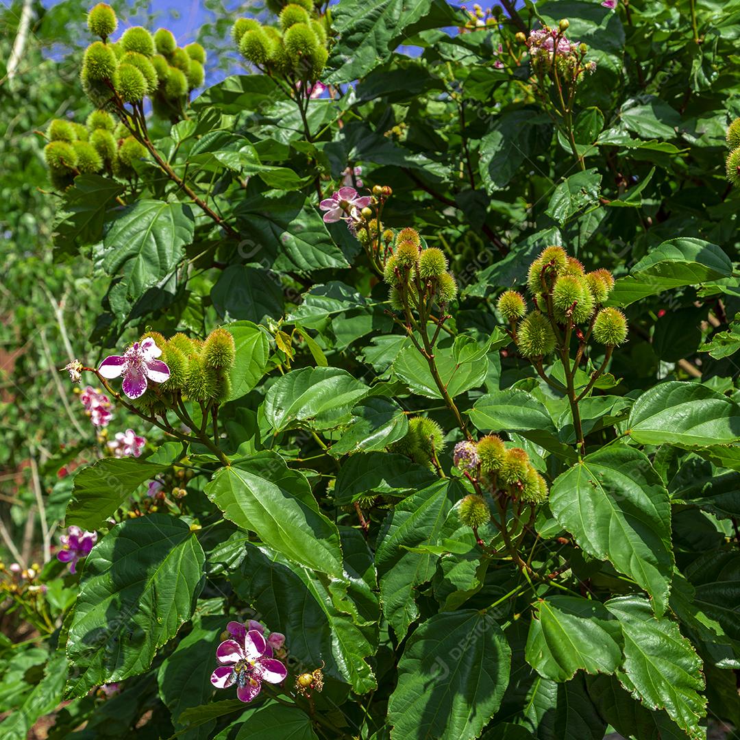 Pé de urucum arvore folha planta floresta