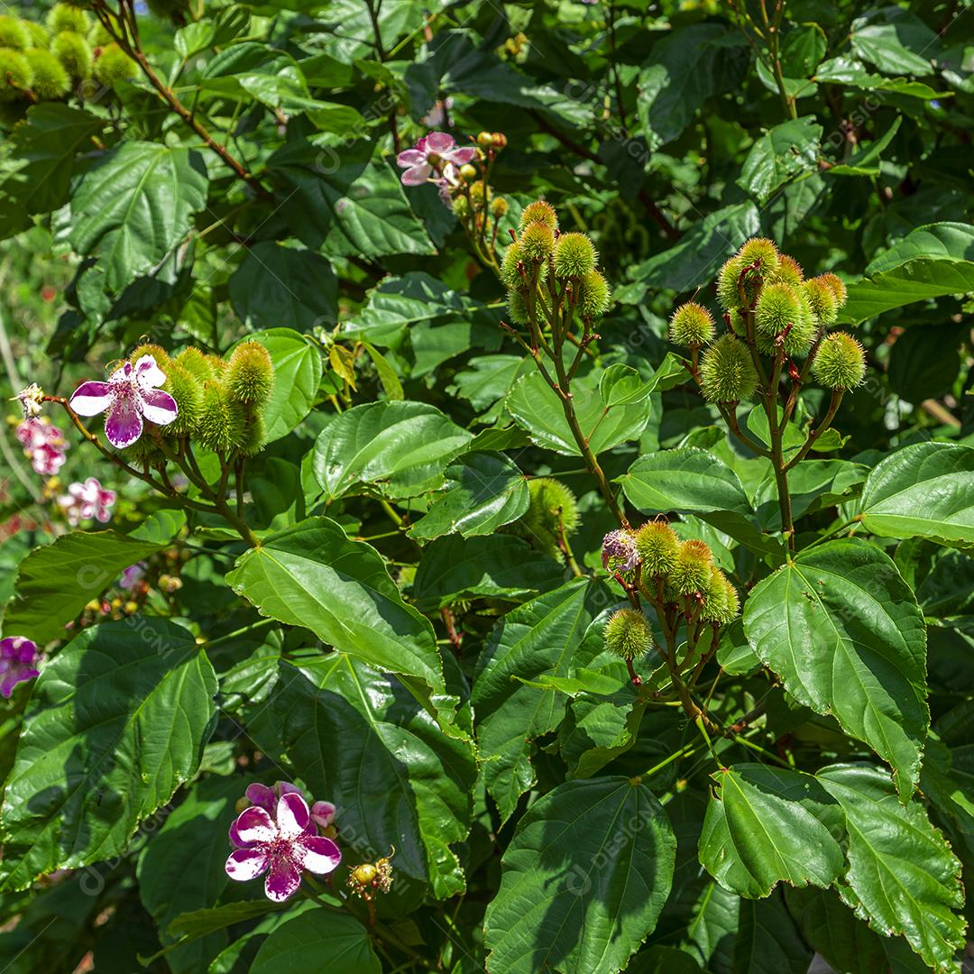 Pé de urucum arvore folha planta floresta