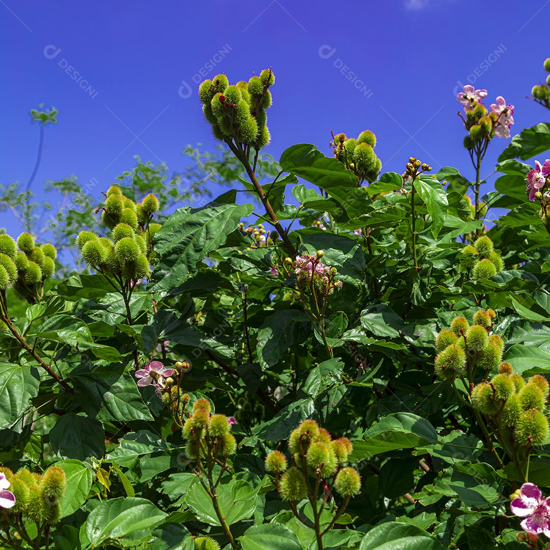 Pé de urucum arvore folha planta floresta