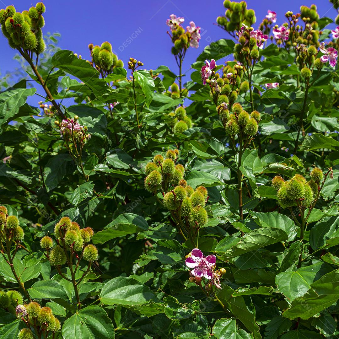 Pé de urucum arvore folha planta floresta