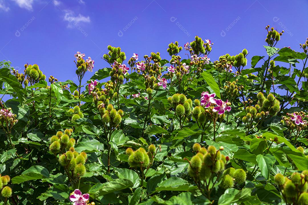 Pé de urucum arvore folha planta floresta