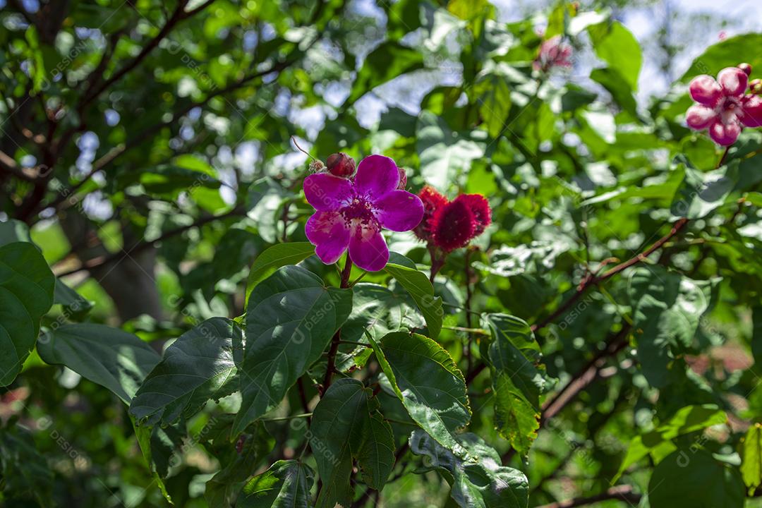 Pé de urucum arvore folha planta floresta