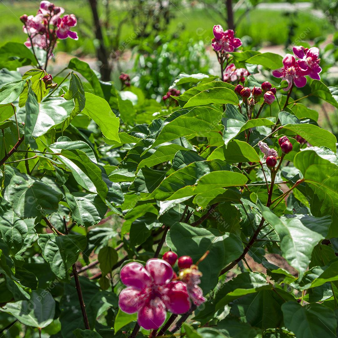 Pé de urucum arvore folha planta floresta