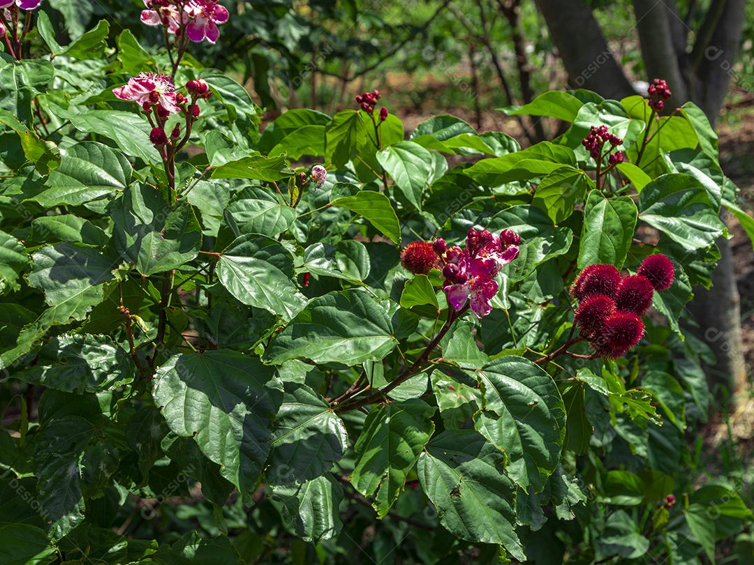 Pé de urucum arvore folha planta floresta
