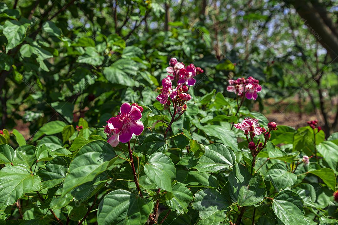 Pé de urucum arvore folha planta floresta